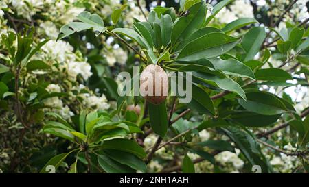 Primo piano marrone sapodilla frutta bastone sull'albero con esso bellezza fiori Foto Stock