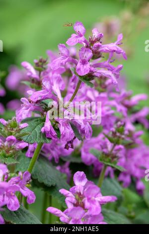 Betony Superba, Stachys macrantha Superba, Stachys grandiflora superba, perenne con cappuccio fiori rosy-purple Foto Stock