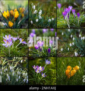 fiori primaverili in giardino - croco e nevi - collage Foto Stock