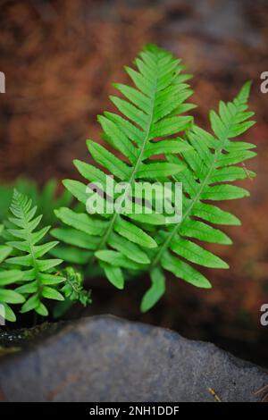 Una piccola pianta di felce che cresce da una roccia ricoperta di muschio in un ambiente naturale all'aperto Foto Stock