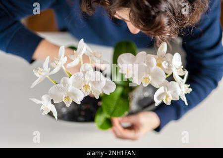 Orchidea bianca flower.Woman in un maglione blu irroratrice orchidea Foto Stock