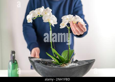 Donna in un maglione blu spruzzando e primo piano orchidea Foto Stock