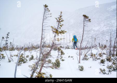 Uomo che scia attraverso piccoli alberi in inverno con scarsa visibilità Foto Stock