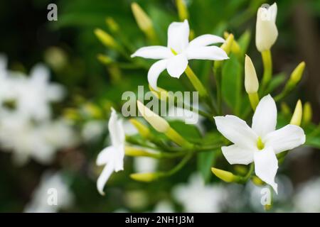 Fiori di gelsomino bianco sul ramo da vicino Foto Stock