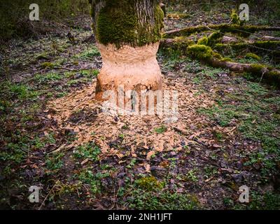 Alberi con morsi e segni di gnaw da castori sulla riva di un fiume Foto Stock