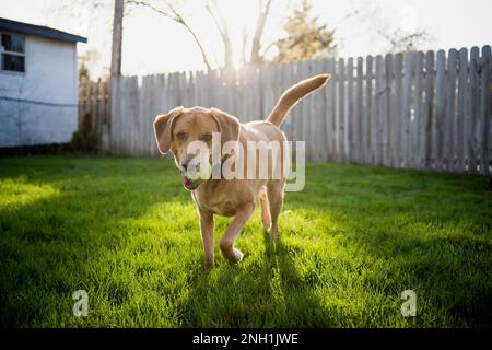 Brown Dog running con Ball Playing Fetch in erba cortile Foto Stock