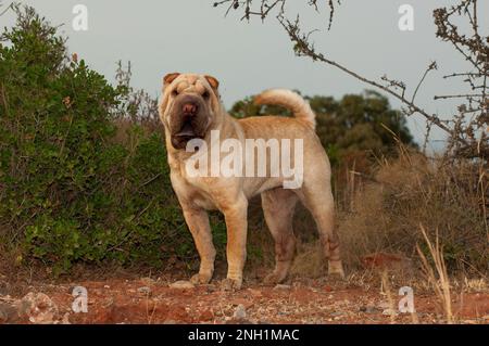 Ritratto di scar pei cane pureed sabbia colore in piedi nel campo con sfondo blu cielo Foto Stock