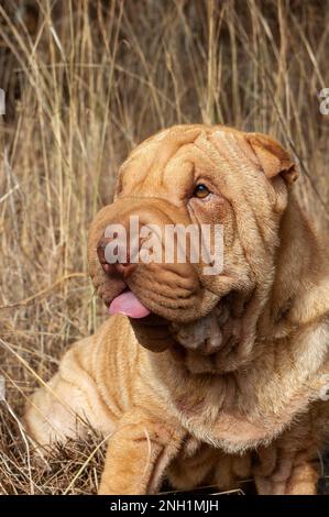 Testa ritratto di shar pei purebred cane color crema nel campo Foto Stock