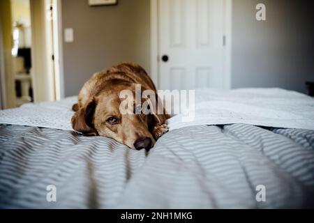Sleepy Brown Dog che riposa sul letto grigio neutro Foto Stock
