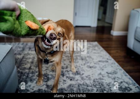 Medio cane marrone mordente giocattolo gioco di abbraccio di guerra con proprietario Foto Stock