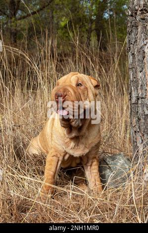 Posti a sedere in colore crema per cani pureed Shar pei sul campo Foto Stock