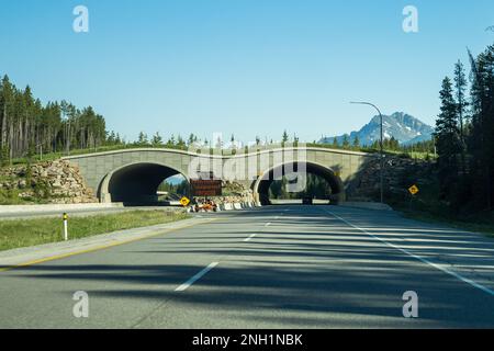 Alberta, Canada - Giugno 28 2021 : Animal Crossing Bridge sulla Trans Canada Highway, Banff National Park. Foto Stock
