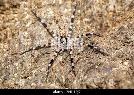 Ragno vagante ornamentale (Viridasius fasciatus), genere monotipico endemico di ragni araneomorfi dell'Africa orientale della famiglia Viridasiidae. Kivalo, ma Foto Stock