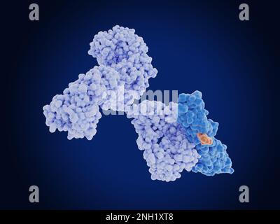 Proteina mesotelina legata all'anticorpo, illustrazione Foto Stock