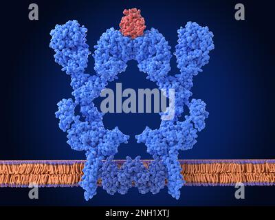 Dimero del recettore delle cellule B, illustrazione Foto Stock