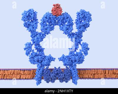 Dimero del recettore delle cellule B, illustrazione Foto Stock