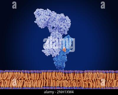 Proteina mesotelina legata all'anticorpo, illustrazione Foto Stock