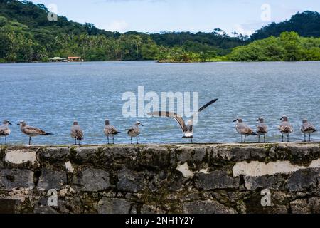 Gabbiani marini che si erodono sulle pareti del Forte San Geronimo a Portobelo, Panama. Foto Stock