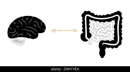 Connessione cerebrale intestinale, illustrazione Foto Stock