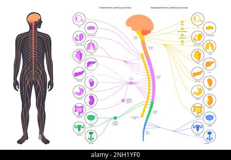 Sistema nervoso autonomo, illustrazione Foto Stock