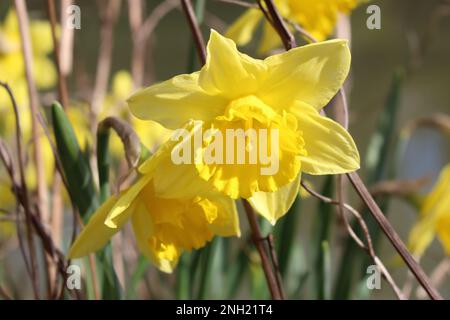 Singolo, aperto, completamente giallo narcisi in primavera Foto Stock