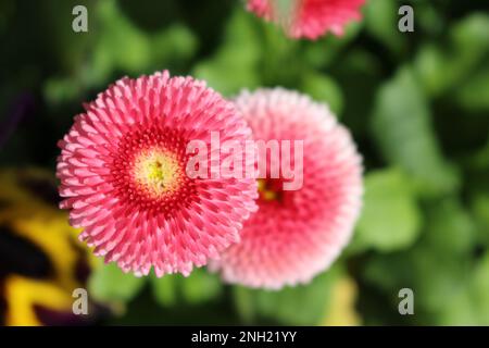 Rosa rossastro Bellis perennis 'Pomponette' (Daisy inglese) screensaver. Cultivar popolare di margherita con masse di carino pompon-come fiori completamente doppi Foto Stock