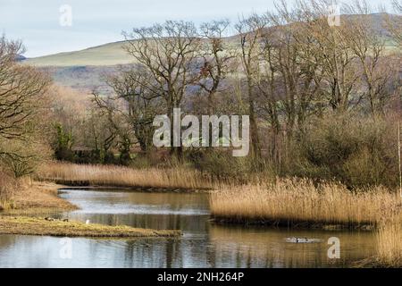 Vista sulle lagune rivestite di canneti nella riserva naturale. The Spinnies, Aberogwen, Bangor, Gwynedd, Galles, Regno Unito, Gran Bretagna Foto Stock