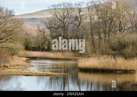 Vista sulle lagune rivestite di canneti nella riserva naturale. The Spinnies, Aberogwen, Bangor, Gwynedd, Galles, Regno Unito, Gran Bretagna Foto Stock