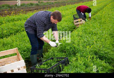 Coltivatore che raccoglie e sbuccia mizuna verde sul campo Foto Stock