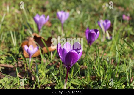 Croci viola in primavera su un fondo verde erboso (Oxford, Inghilterra) Foto Stock