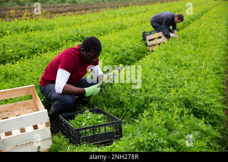 Agricoltore afroamericano che raccoglie mizuna verde sul campo Foto Stock