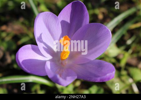 Crocus toscano in fiore nel tardo inverno - Aston's Eyot, Oxford, Inghilterra. Foto Stock