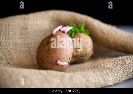 Patate primaverili con germogli germogliati, pronte per essere piantate nel terreno. In tela di tela su un tavolo di legno. Foto Stock