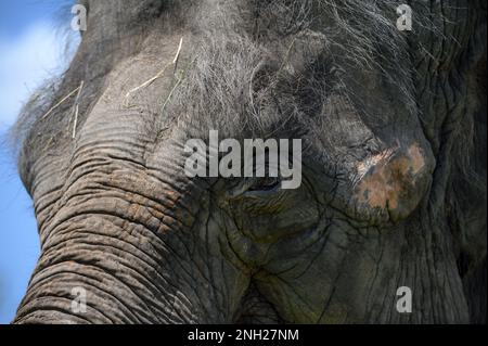 Un ritratto di tre quarti di un elefante asiatico contro un cielo blu molto da vicino. Foto Stock