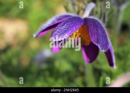 Pulsatilla patens, il fiore regionale di Tavastia proprio in Finlandia, visto fiorire nel tardo inverno. Anemone fuzzy Cutleaf o pasqueflower orientale Foto Stock