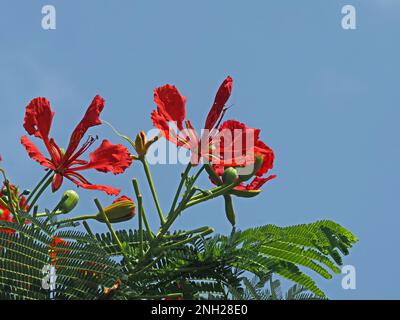 Fiori di albero flamboyant, albero di fiamma o poinciana reale (regione di Delonix) verde foglie felce-come e sfondo cielo blu Galana provincia, Kenya, Africa Foto Stock