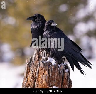 Raven coppia seduta su un moncone nel parco nazionale di Yellowstone nel mese di gennaio sotto il sole e la neve. Foto Stock
