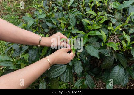 Mani di una donna che raccoglie le foglie di tè verde da una pianta in una piantagione di tè a Wayanad in Kerala, India. Foto Stock