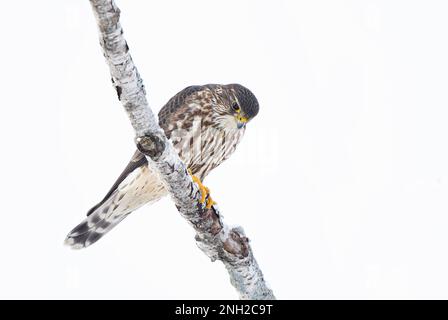 Merlin è un piccolo falco isolato su sfondo bianco arroccato su un ramo di caccia in inverno. Foto Stock