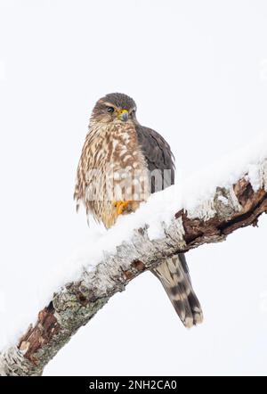 Merlin è un piccolo falco isolato su sfondo bianco arroccato su un ramo di caccia in inverno. Foto Stock