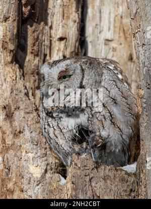 Eastern urlando gufo con occhi aperti caccia dal suo nido in albero in Canada Foto Stock