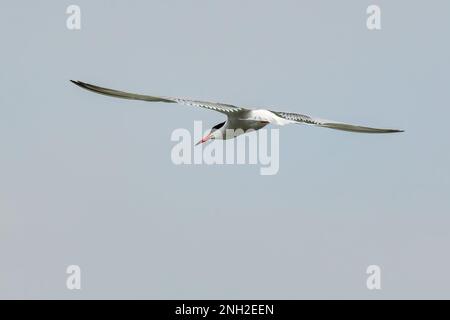 Terna comune in volo aerobico. Volare con ali sparse. Cielo nuvoloso. Genere Sterna hirundo. Dubnica, Slovacchia. Foto Stock