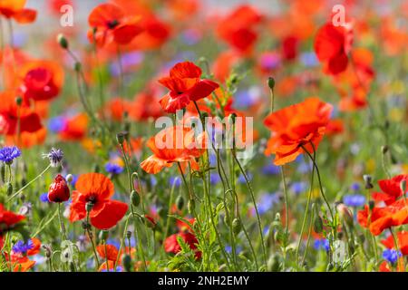 Fiori di campo che crescono in prato campo estivo. Papaveri rossi colorati e fiori di mais blu con boccioli nuovi e freschi. Dublino, Irlanda Foto Stock