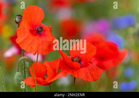 Tre fiori di campo papavero. Petali che soffiano e ballano nel vento. Sfondo bokeh verde sfocato. Crescita fresca nei prati estivi. Dublino, Irlanda Foto Stock