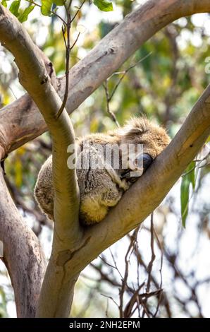 Un koala dormiente, Phascolarctos cinereus, in un albero di eucalipto sul fiume Kennett, Great Ocean Road, Australia. Questo carino marsupial dorme per 20 ho Foto Stock