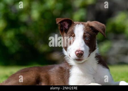 Bordo marrone e bianco Collie cucciolo fuori nei campi. North Yorkshire, Regno Unito. Foto Stock