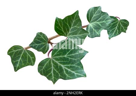 Foglie di Ivy isolate su sfondo bianco Foto Stock