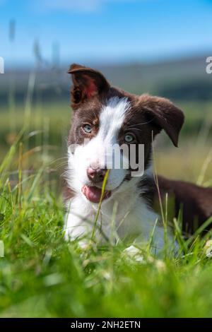 Bordo marrone e bianco Collie cucciolo fuori nei campi. North Yorkshire, Regno Unito. Foto Stock