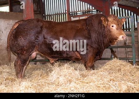 Pedigree Limousin bull su letto di paglia in un capannone di fattoria, Cumbria, Regno Unito. Foto Stock