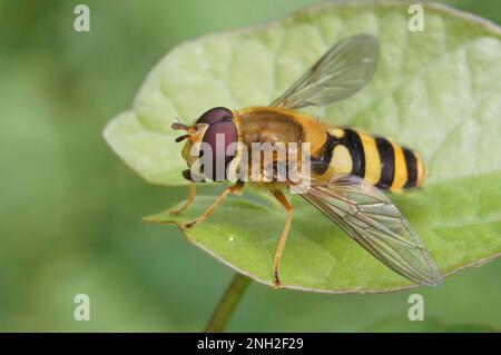 Primo piano naturale su una comune mosca gialla, Syrphus riassei , seduta su una foglia verde Foto Stock